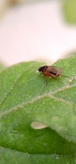 Phorinae