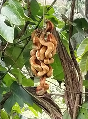 Mucuna