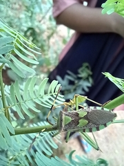 Prismatocerus prominulus