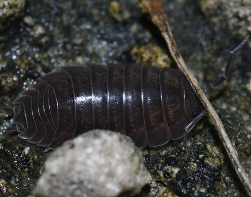 Swift Woodlouse, Miami-Dade County, FL, USA, photo 10 of 10
