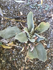 Verbascum thapsus