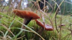 Rhodocybe