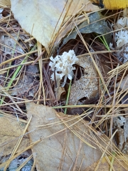 Clavulina coralloides