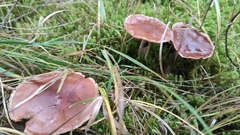 Rhodocybe