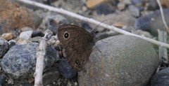 Cercyonis sthenele paulus