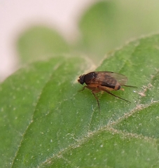 Phorinae