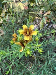 Hypericum lobocarpum