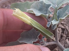 Datura arenicola