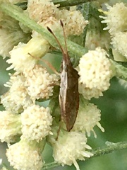 Althos