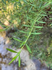 Hypericum lobocarpum