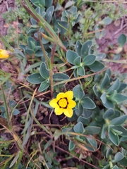 Sisyrinchium graminifolium