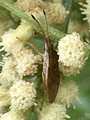Althos