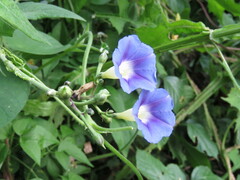 Ipomoea parasitica