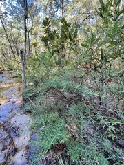 Hypericum lobocarpum