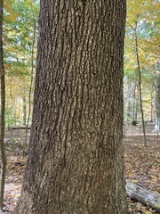 Quercus