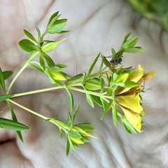 Hypericum lobocarpum