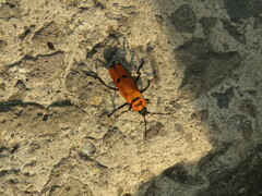 Chauliognathus togatus