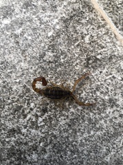 Centruroides baldazoi