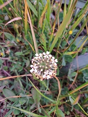 Glandularia sulphurea