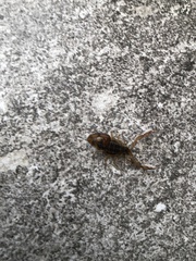 Centruroides baldazoi