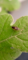 Phorinae
