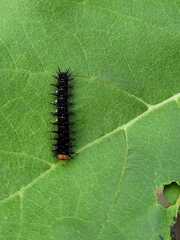 Nymphalidae