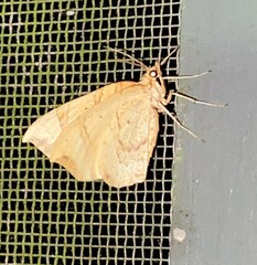 Eulithis diversilineata