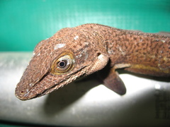 Anolis leachii