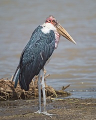 Leptoptilos crumenifer