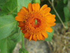 Lasianthaea macrocephala