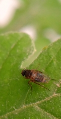 Phorinae