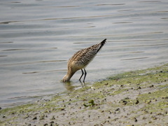 Limosa lapponica