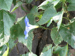 Ipomoea tricolor