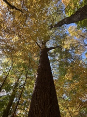Quercus