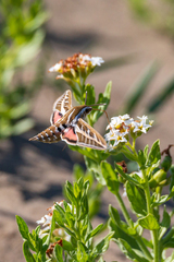Hyles livornica