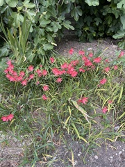 Hesperantha coccinea