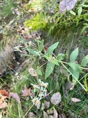 Doellingeria sericocarpoides