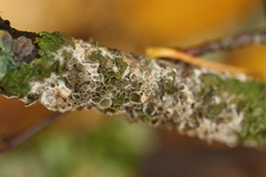 Melanohalea olivacea