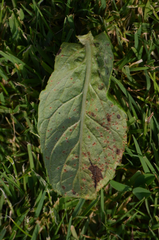 Puccinia menthae