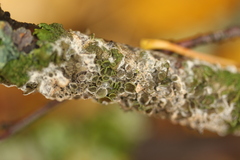 Melanohalea olivacea