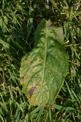 Puccinia menthae