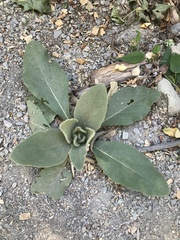 Verbascum thapsus