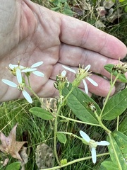 Doellingeria sericocarpoides