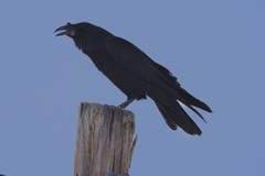 Corvus corax