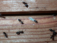 Crematogaster ashmeadi