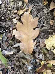 Quercus