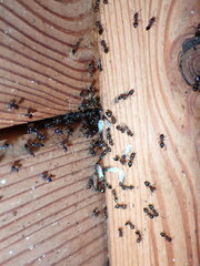 Crematogaster ashmeadi