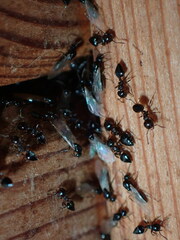 Crematogaster ashmeadi