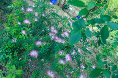 Calliandra