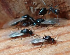 Crematogaster ashmeadi